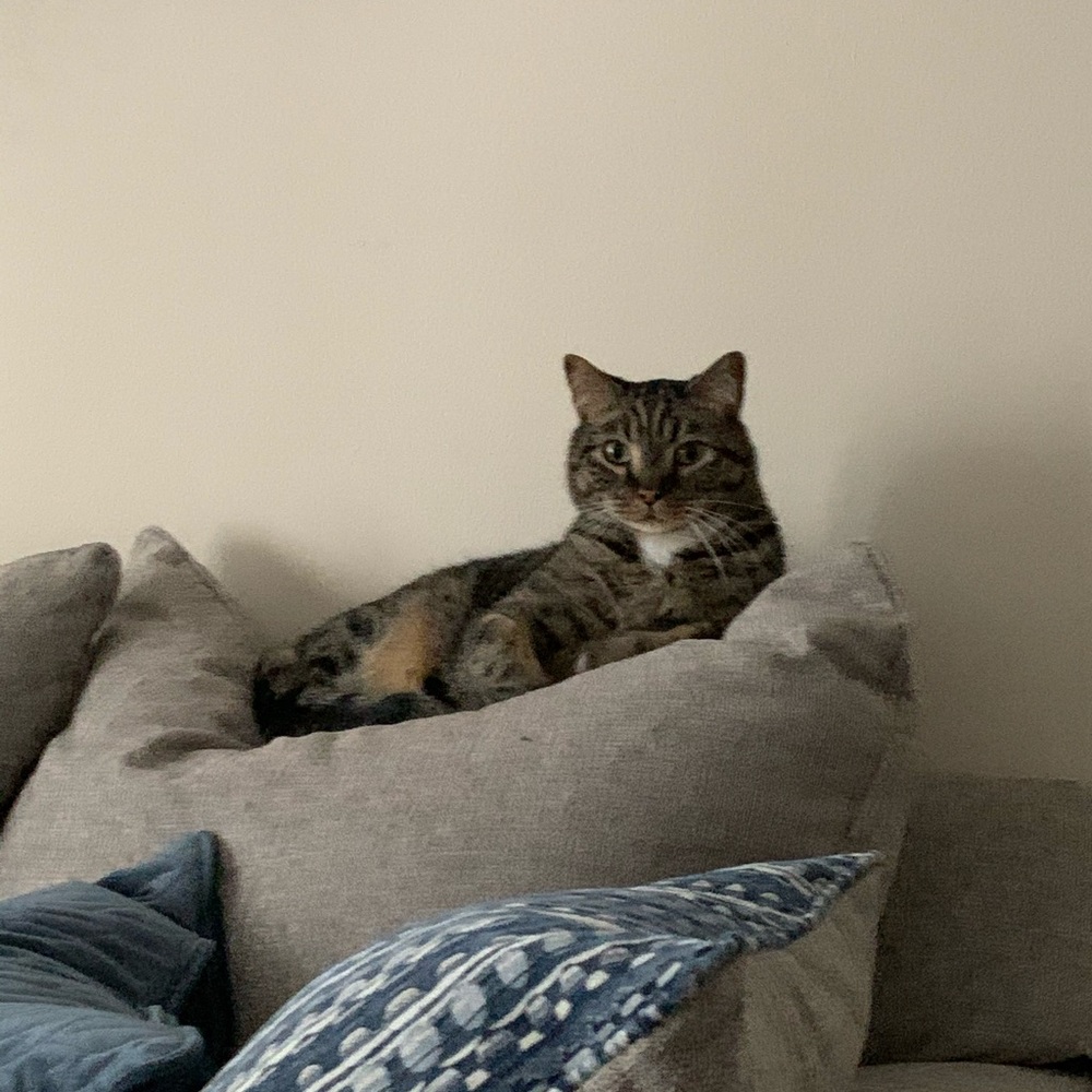 Meet your Posher, Shawdie